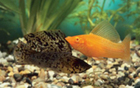 Reef Tanks