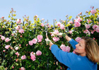 How to Prune Your Roses for Stunning Results