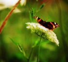 Food for the Monarch Butterfly: Milkweed