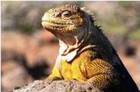 Exotic Wonders of the World by Privately Chartered, all Business Class Jet