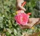 Deadheading- Promoting Rose Bush Care And Blooming
