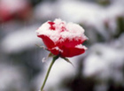 Caring For Roses In Winter