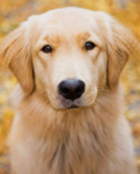 5 Natural Ways To Treat Canine Anaemia