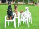 10 Week Basic Dog Obedience Training Programme