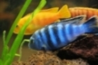 Selecting Tropical Freshwater Fish To Suit You