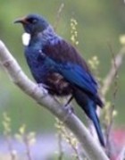 Backyard Bird Watching