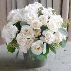All You Need To Know About Floribunda Roses