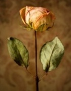Rose Diseases
