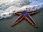 Beautiful Starfish