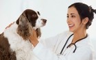 Pet Experts Corner
