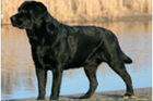 Fact Sheet - Magnificient skin and coat