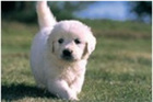 Fact Sheet - Puppy development