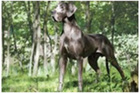 Fact Sheet - Strong bones for an active life