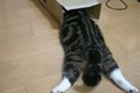 Pet Videos