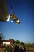 My Cat
