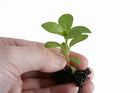 Cashing in on culinary herbs