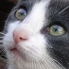 We'll Help Pay Your Vet Bills!
