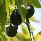 The Fruit of Paradise