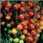 I Say Xitomatl and You Say Pomodoro