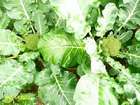 The Value of Seaweed in the Garden