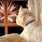 SPCA Guy Fawkes Pet Safety Checklist