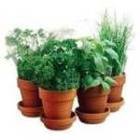 Have the Thyme of Your Life