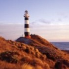 Blink and You'll Miss It - Cape Campbell Track