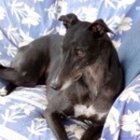 Greyhounds As Pets