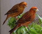 Lizard Canaries