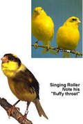 The Roller Canary