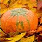 Autumn Gold