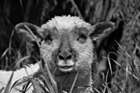 Celebrate your love of animals on Oct 4
