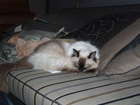 My Ragdoll