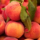 The Peachy Time of Year