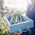 Growing Winter Vegetables