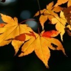 The Comforts of Autumn