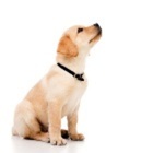 Five Things You Must Know Before You Train a Puppy