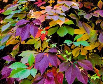 3724-Autumn_Spring