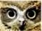 15479-morepork
