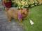 Millybell