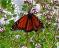 17643-Monarch