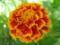 Marigold1
