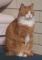 sophiecat