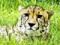 18760-Cheetah_Portrait
