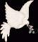 18973-Dove