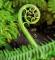 19403-koru_fave