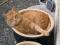 20282-jinge_in_flower_pot