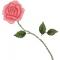 22710-a_rose_for_uoi
