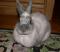 24313-bunny_picture