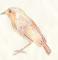 25609-birdy